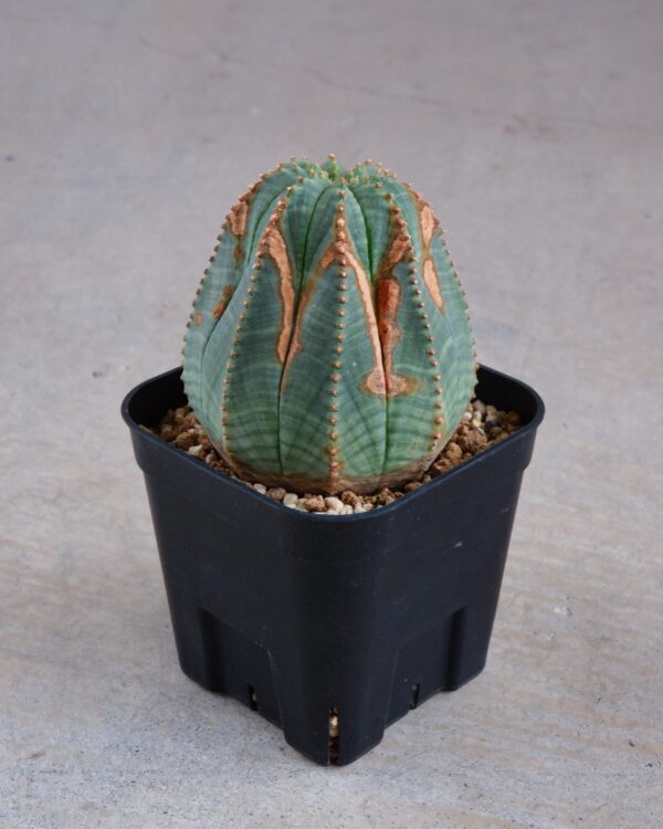 【木質化】ユーフォルビア・オベサ 中株 Euphorbia obesa