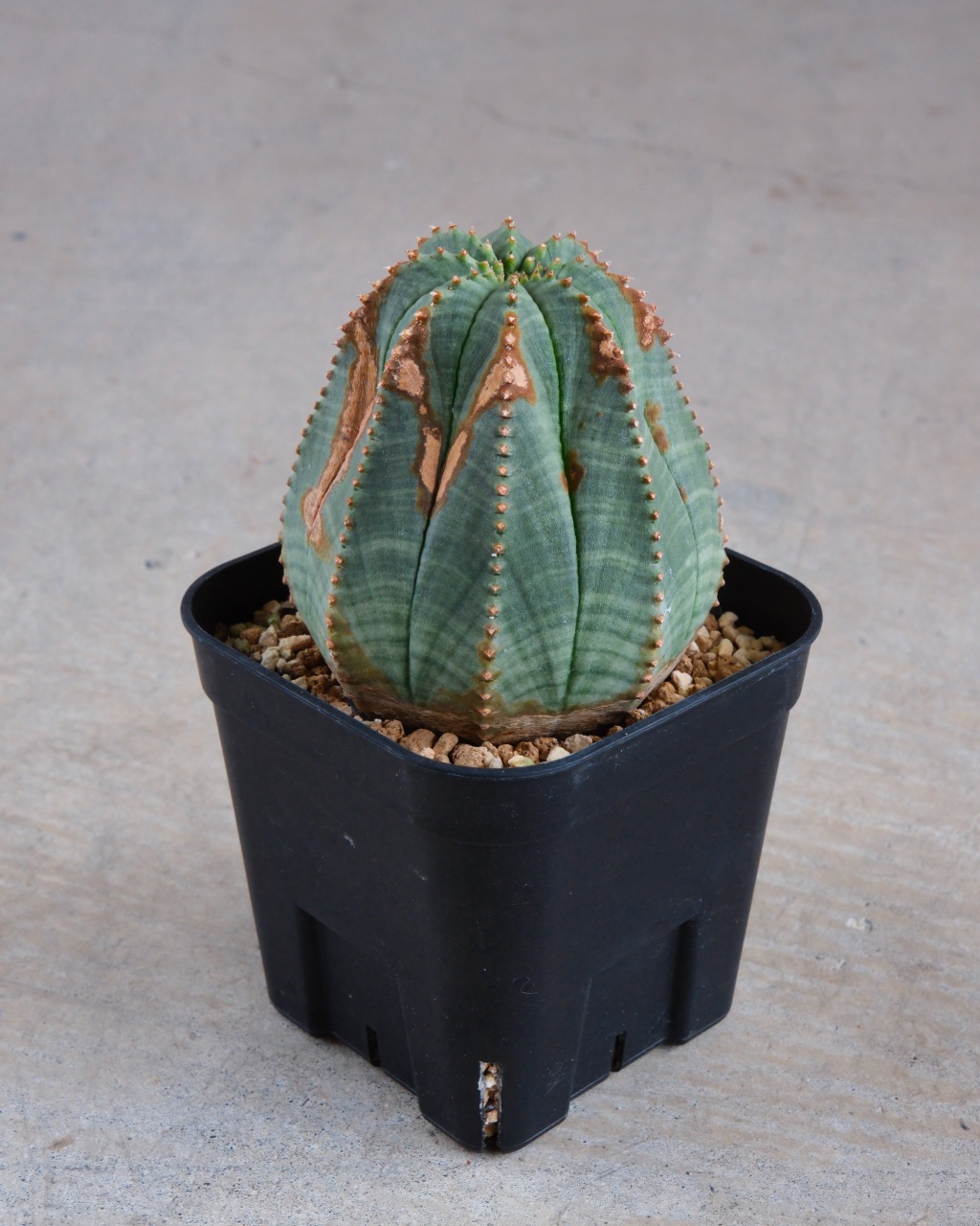 【木質化】ユーフォルビア・オベサ 中株 Euphorbia obesa - 画像 (2)