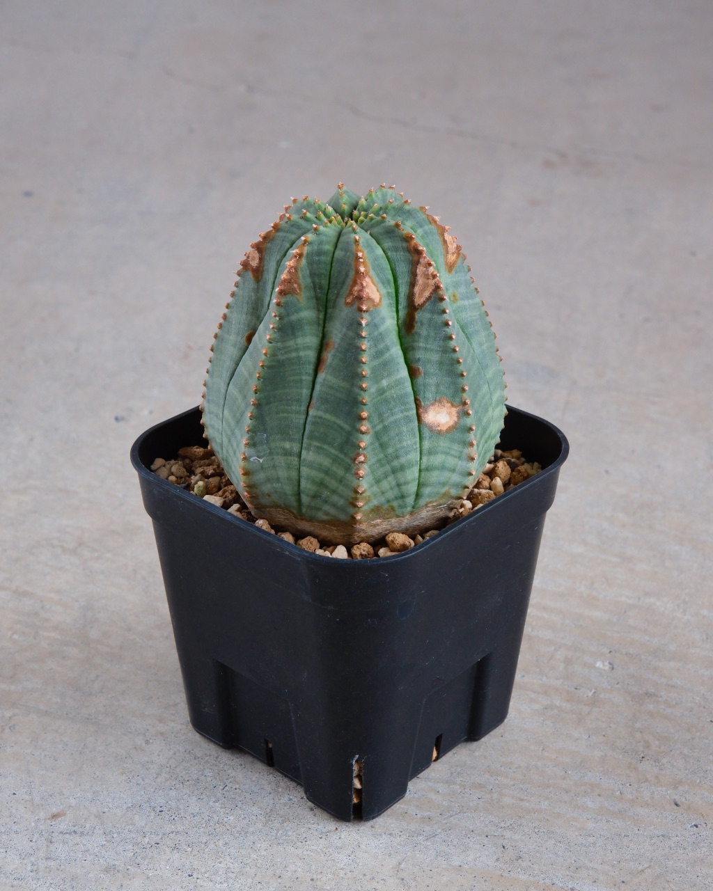 【木質化】ユーフォルビア・オベサ 中株 Euphorbia obesa - 画像 (3)