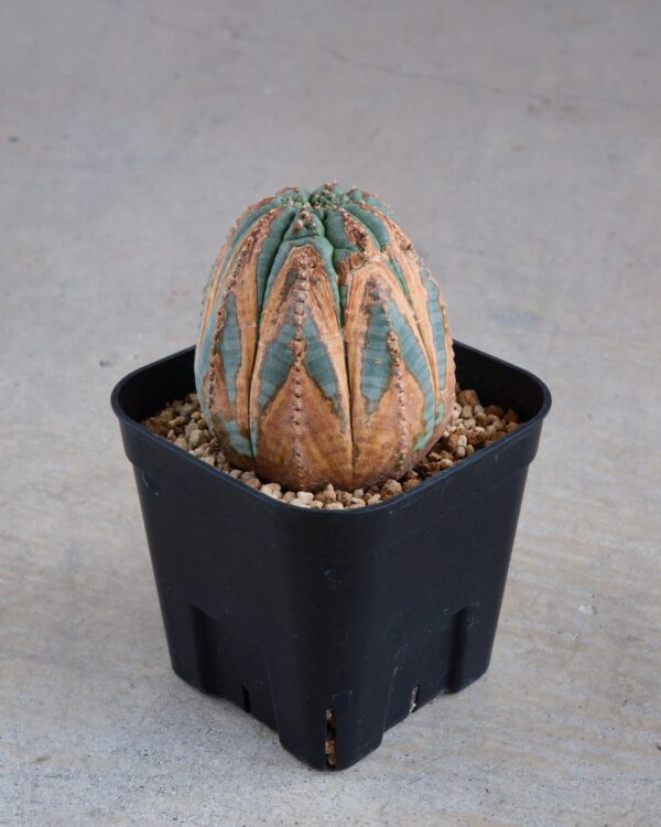 【木質化】ユーフォルビア・オベサ 中株 Euphorbia obesa