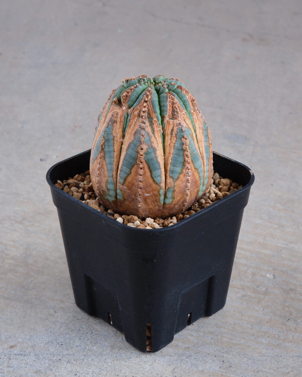 【木質化】ユーフォルビア・オベサ 中株 Euphorbia obesa - 画像 (2)