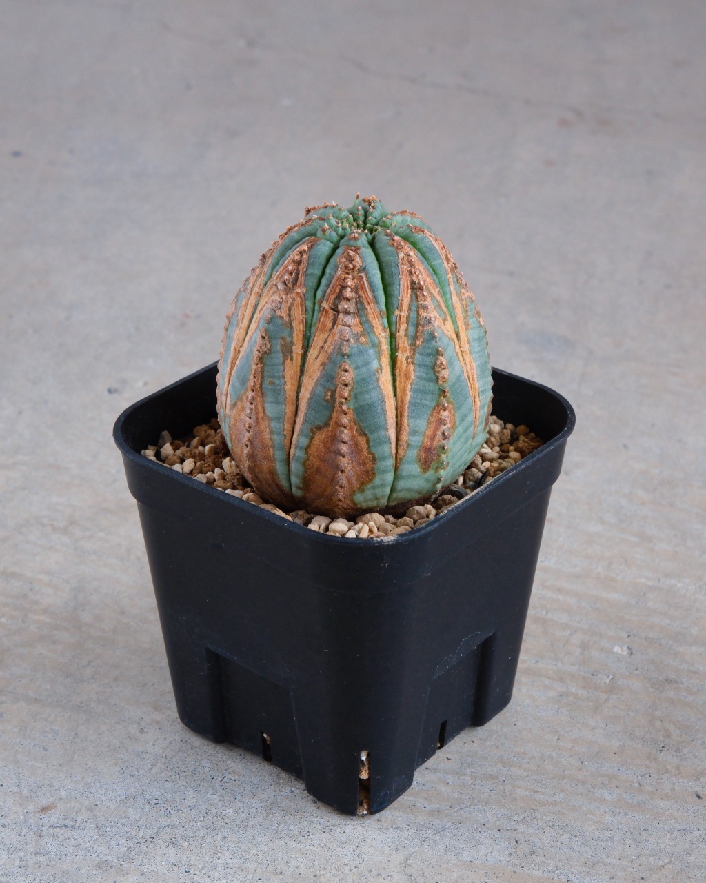 【木質化】ユーフォルビア・オベサ 中株 Euphorbia obesa - 画像 (3)