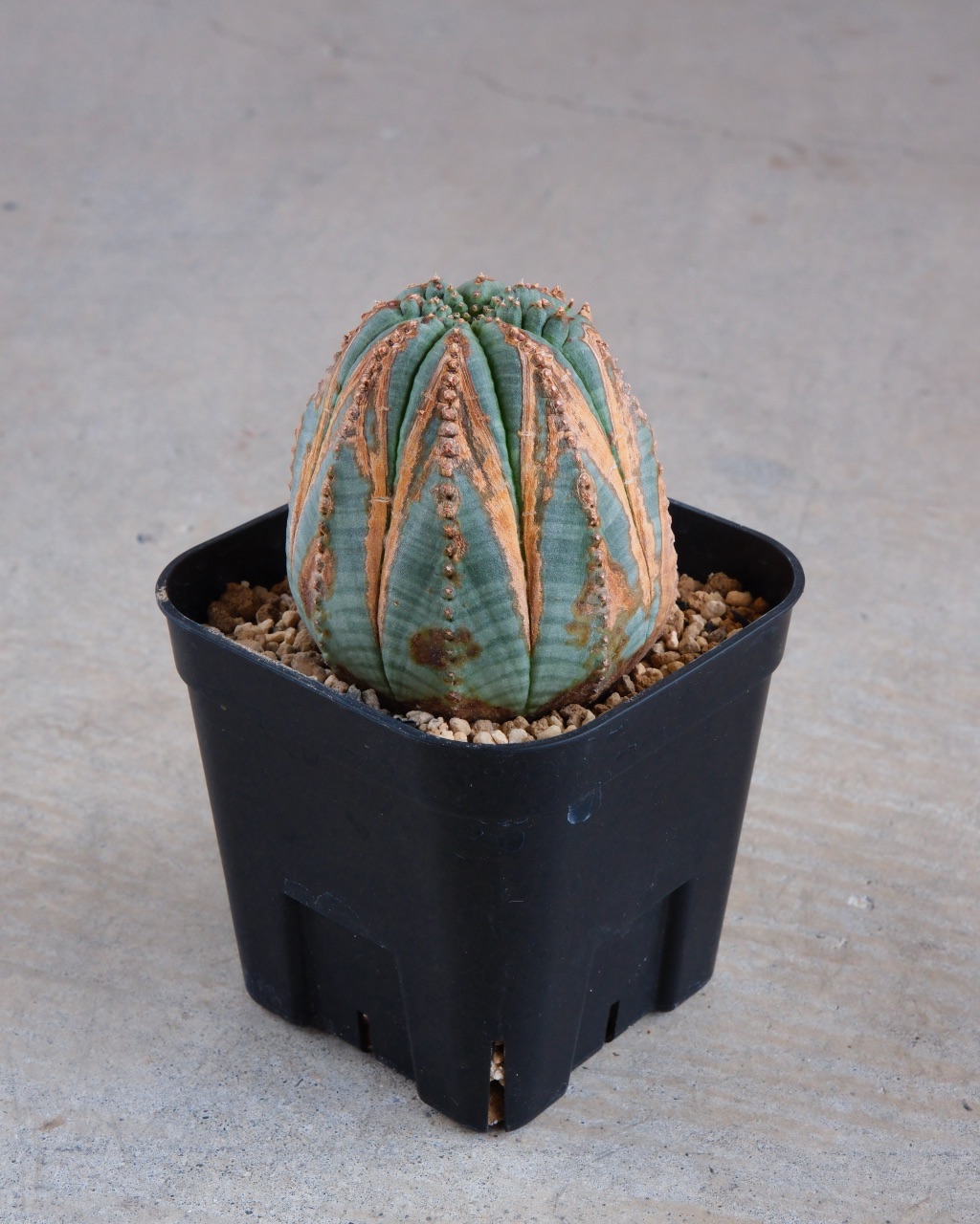 【木質化】ユーフォルビア・オベサ 中株 Euphorbia obesa - 画像 (4)