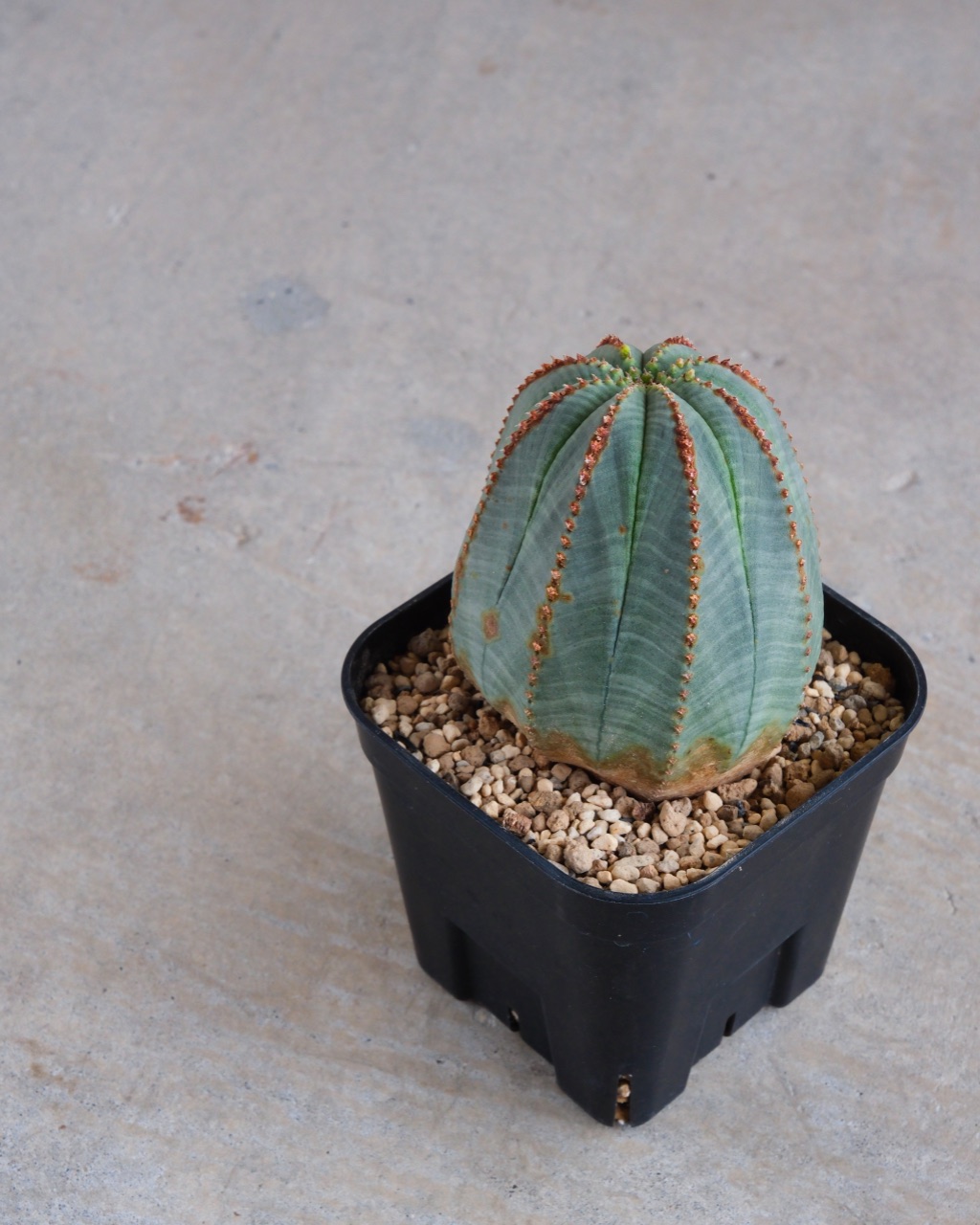 【釣鐘型】ユーフォルビア・オベサ 中株 Euphorbia obesa - 画像 (5)