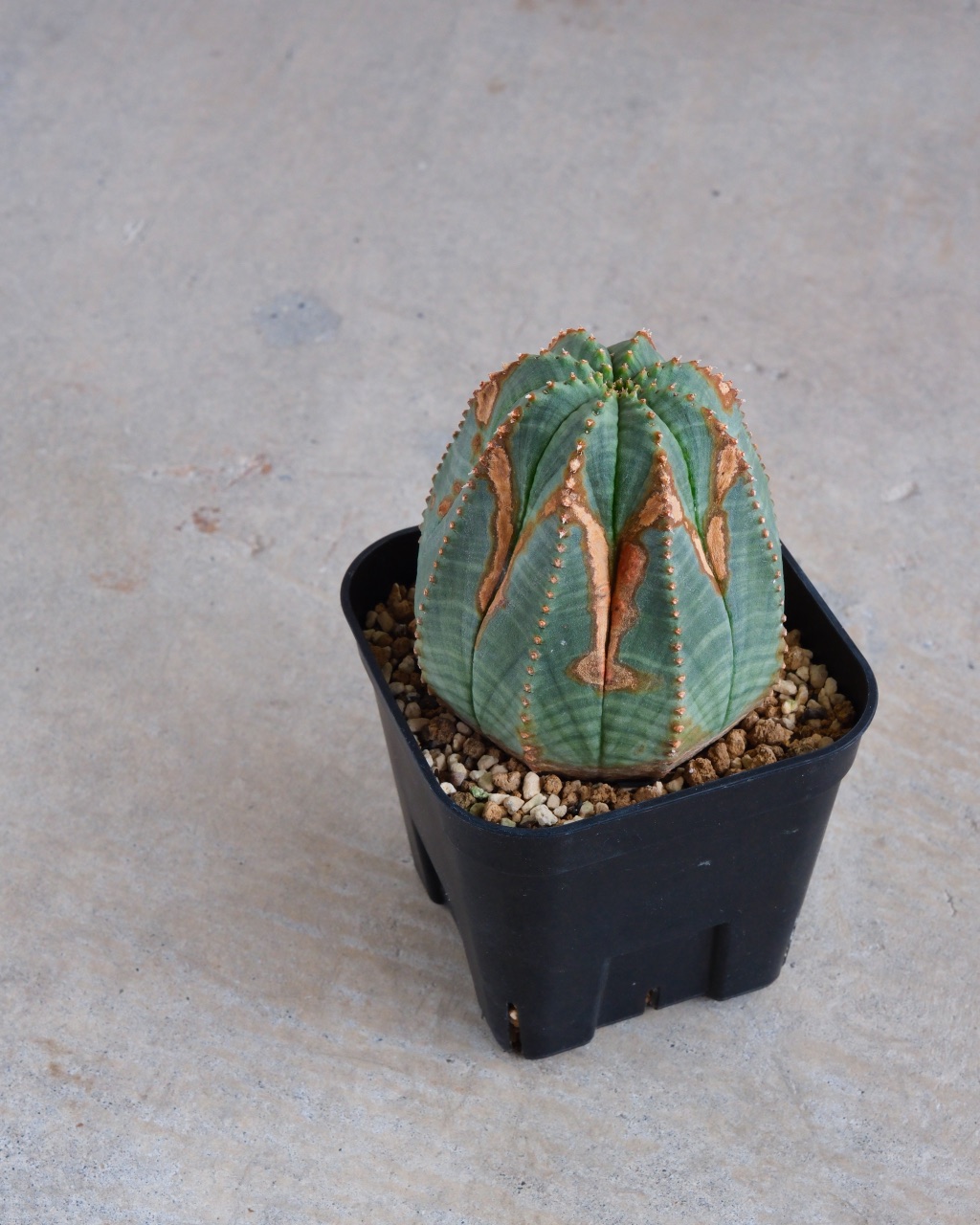 【木質化】ユーフォルビア・オベサ 中株 Euphorbia obesa - 画像 (5)