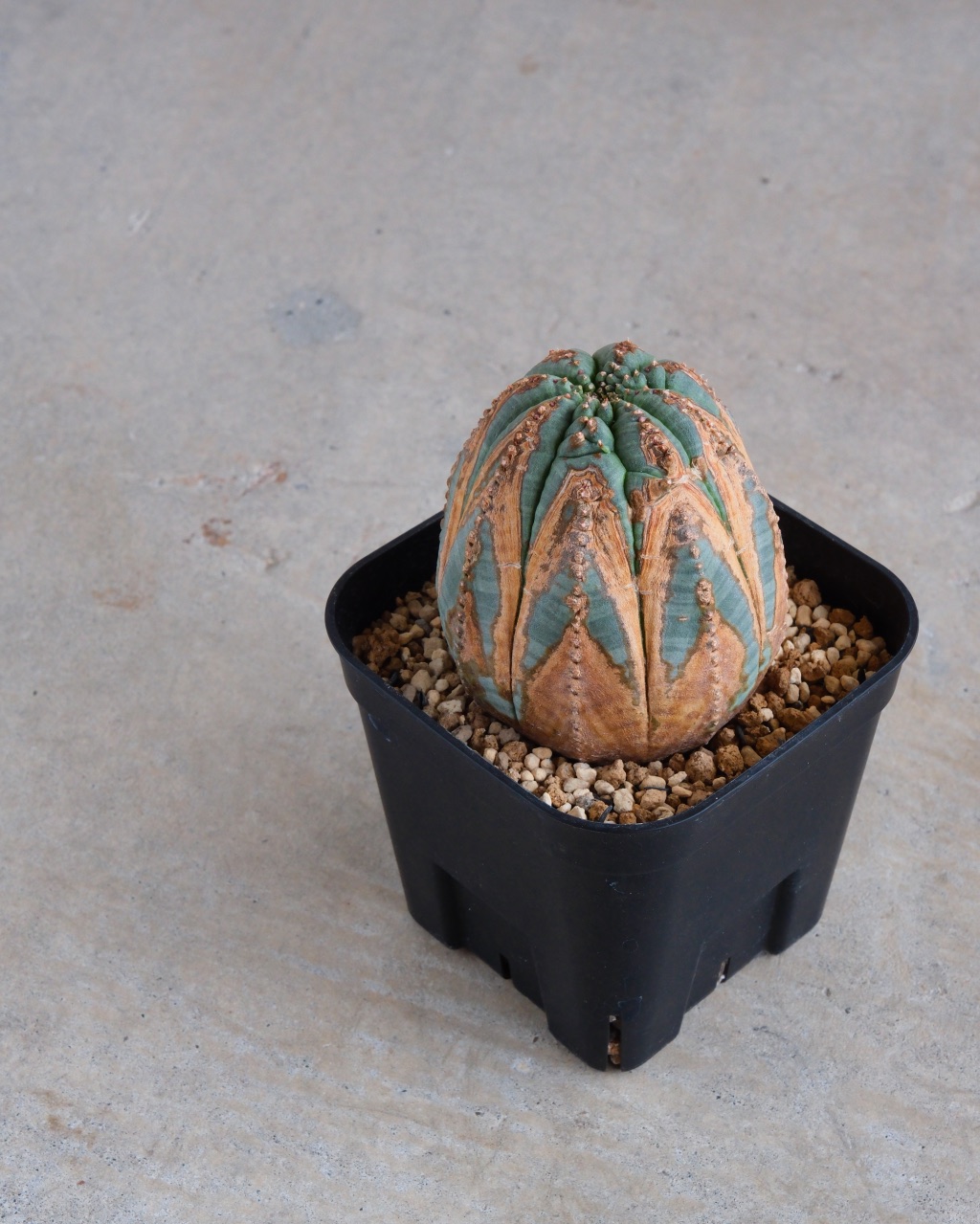 【木質化】ユーフォルビア・オベサ 中株 Euphorbia obesa - 画像 (5)