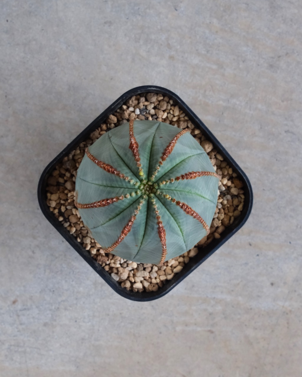 【釣鐘型】ユーフォルビア・オベサ 中株 Euphorbia obesa - 画像 (6)