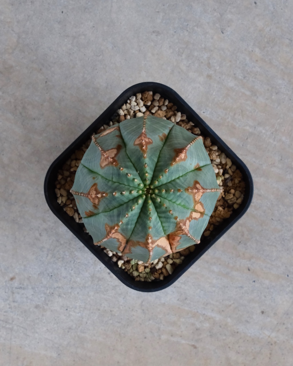 【木質化】ユーフォルビア・オベサ 中株 Euphorbia obesa - 画像 (6)