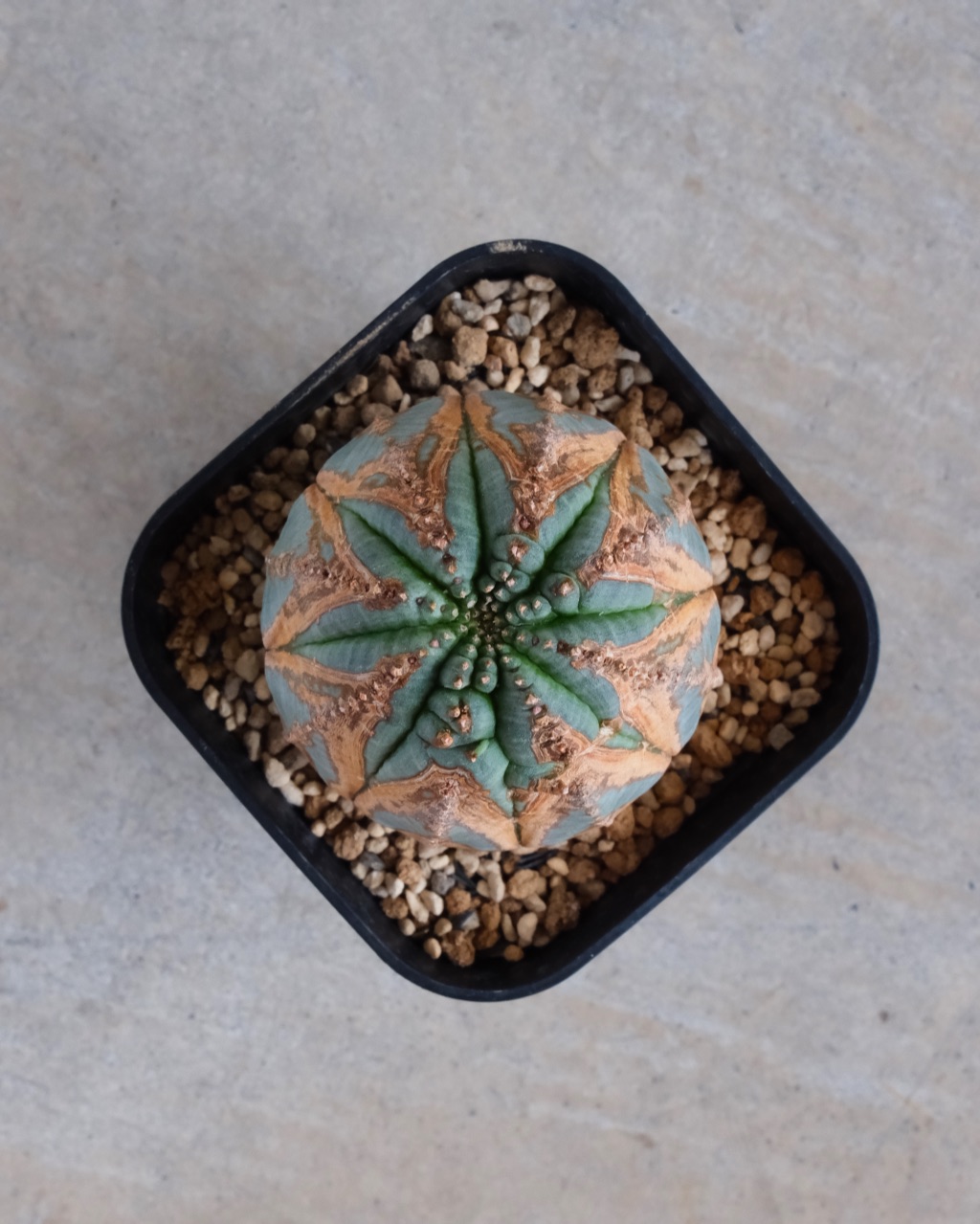 【木質化】ユーフォルビア・オベサ 中株 Euphorbia obesa - 画像 (6)