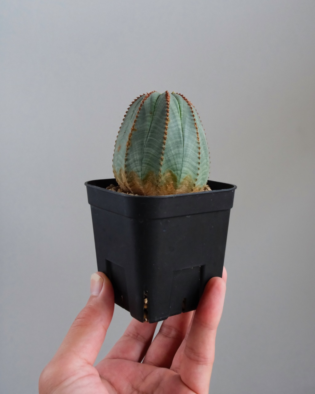 【釣鐘型】ユーフォルビア・オベサ 中株 Euphorbia obesa - 画像 (7)