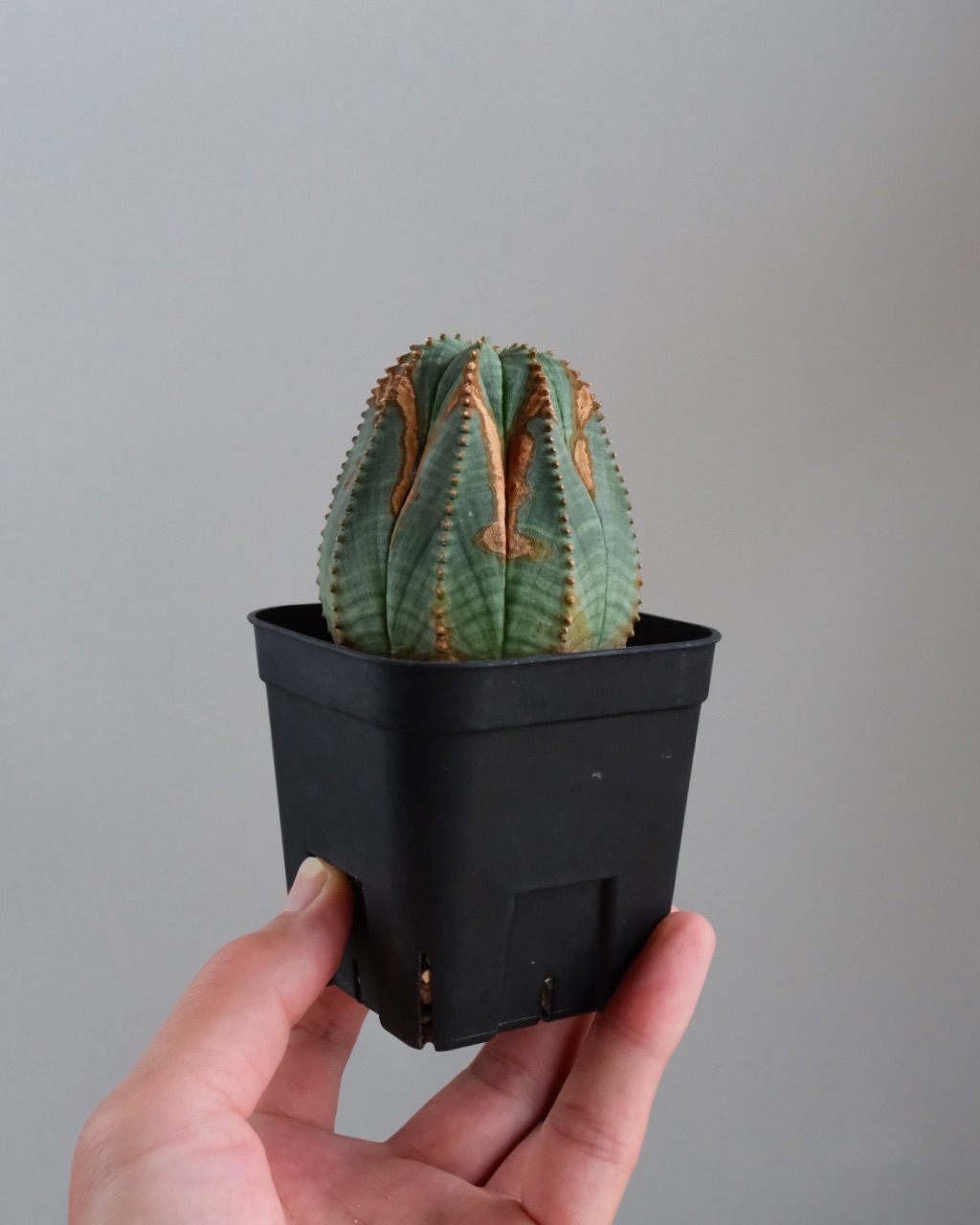 【木質化】ユーフォルビア・オベサ 中株 Euphorbia obesa - 画像 (7)