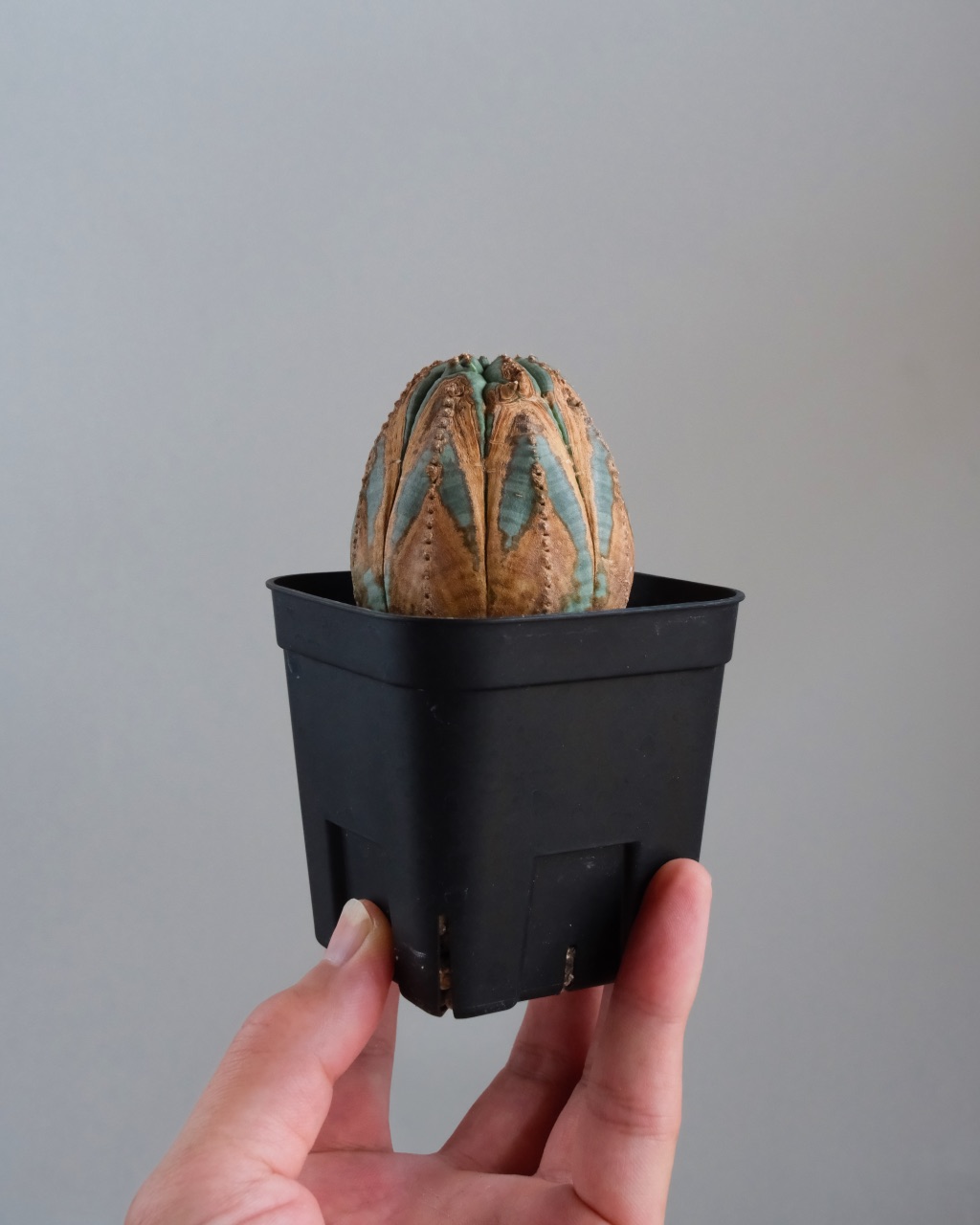 【木質化】ユーフォルビア・オベサ 中株 Euphorbia obesa - 画像 (7)