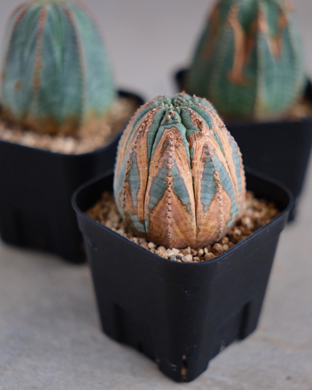 【木質化】ユーフォルビア・オベサ 中株 Euphorbia obesa - 画像 (8)