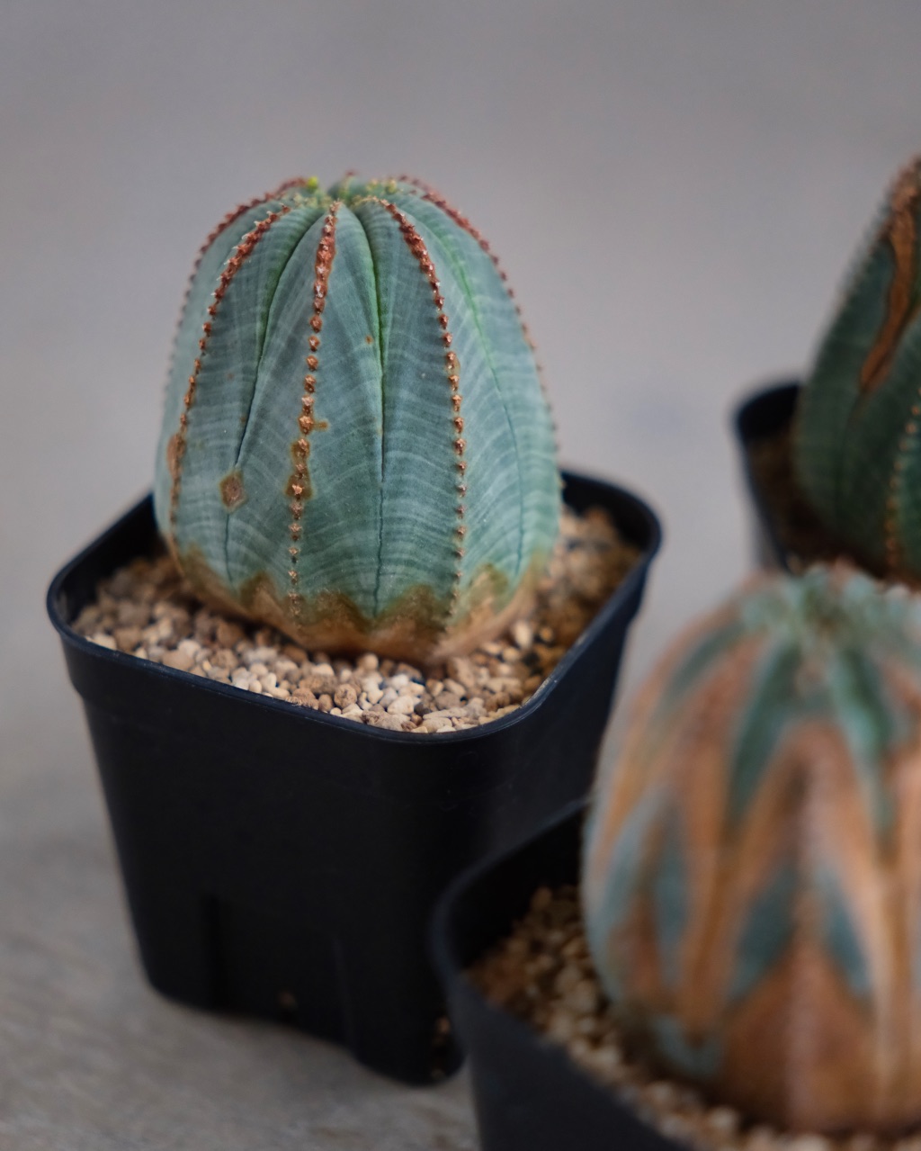 【釣鐘型】ユーフォルビア・オベサ 中株 Euphorbia obesa - 画像 (8)