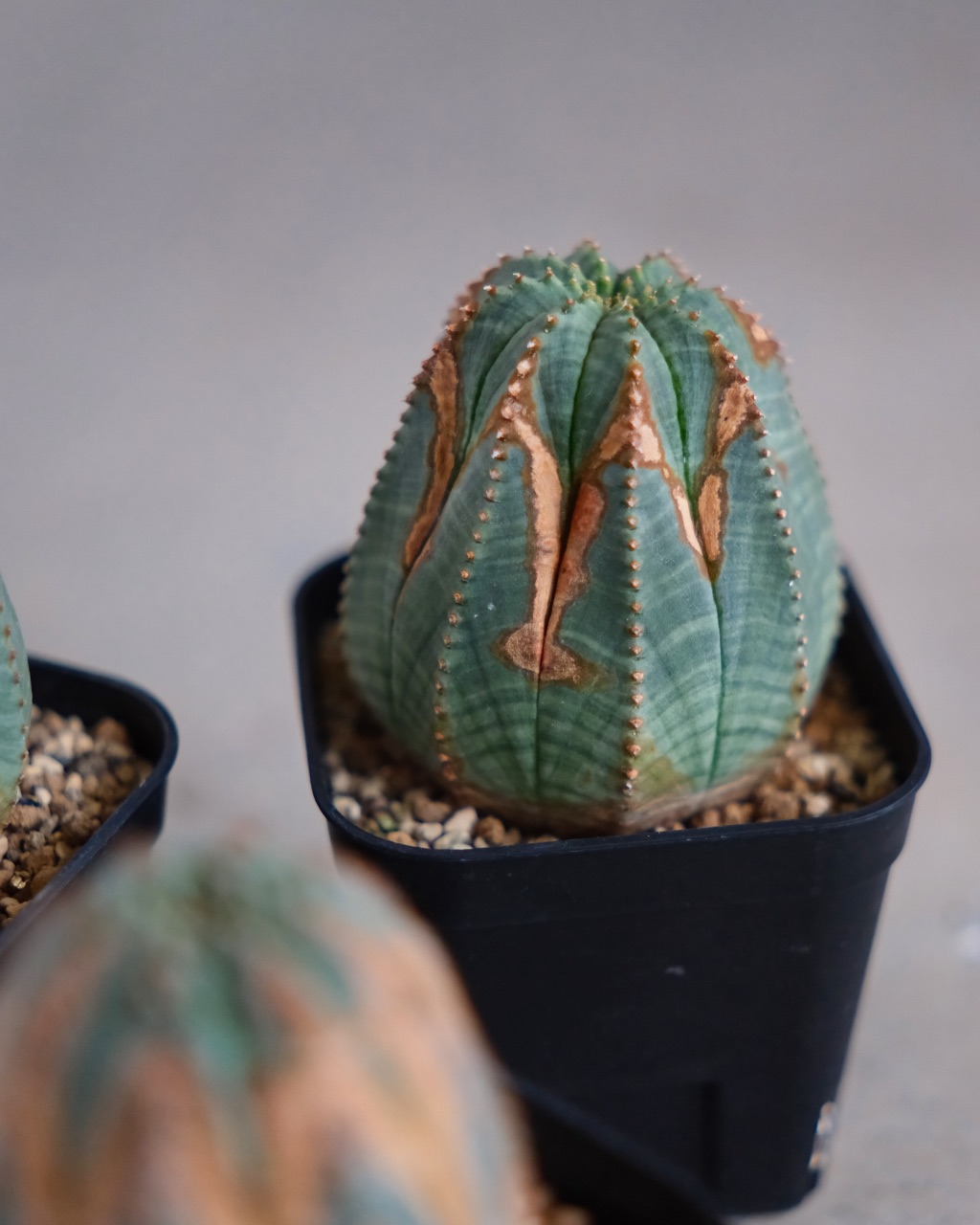【木質化】ユーフォルビア・オベサ 中株 Euphorbia obesa - 画像 (8)