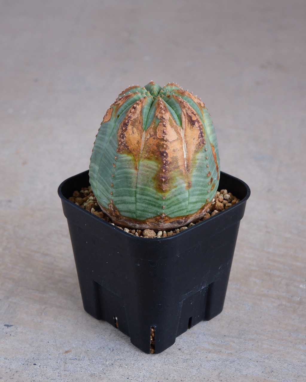【木質化】ユーフォルビア・オベサ 中株 Euphorbia obesa - 画像 (2)