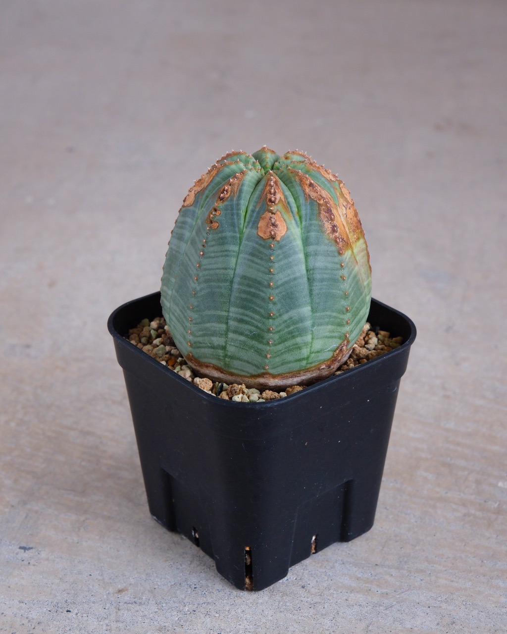 【木質化】ユーフォルビア・オベサ 中株 Euphorbia obesa - 画像 (3)