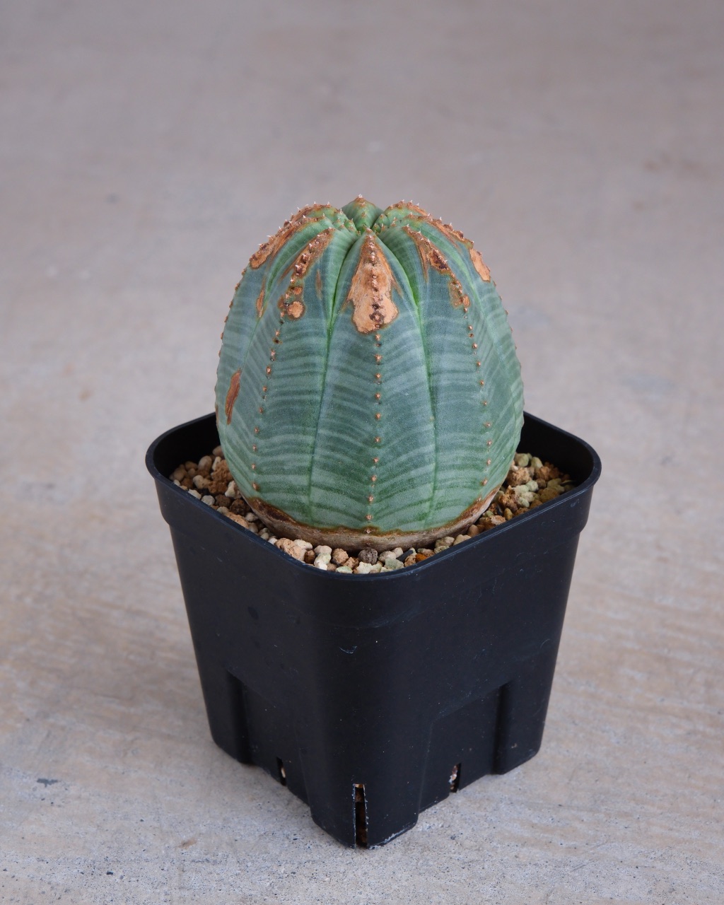 【木質化】ユーフォルビア・オベサ 中株 Euphorbia obesa - 画像 (4)