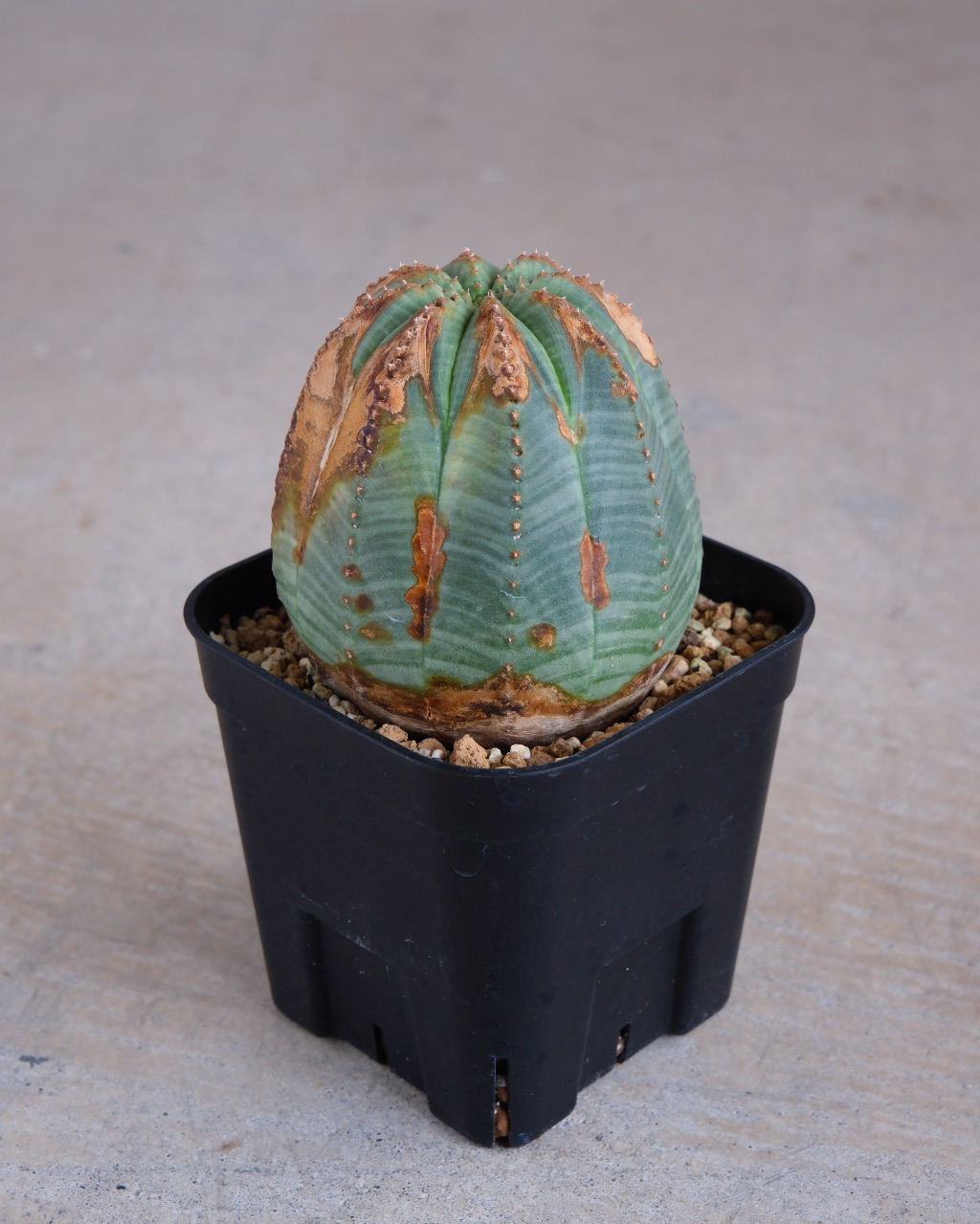 【木質化】ユーフォルビア・オベサ 中株 Euphorbia obesa