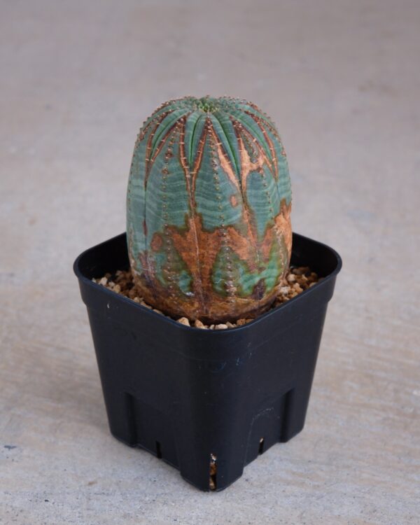 【オールド】ユーフォルビア・オベサ Euphorbia obesa