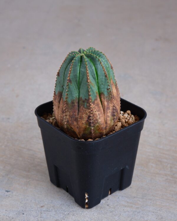【オールド】ユーフォルビア・オベサ Euphorbia obesa