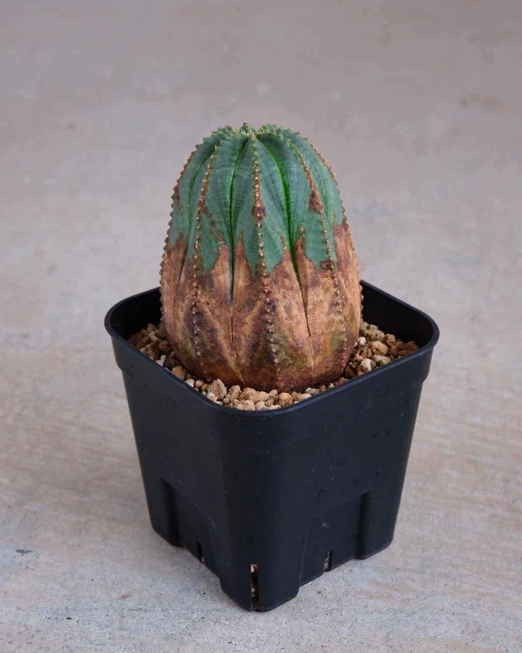 【オールド】ユーフォルビア・オベサ Euphorbia obesa - 画像 (2)