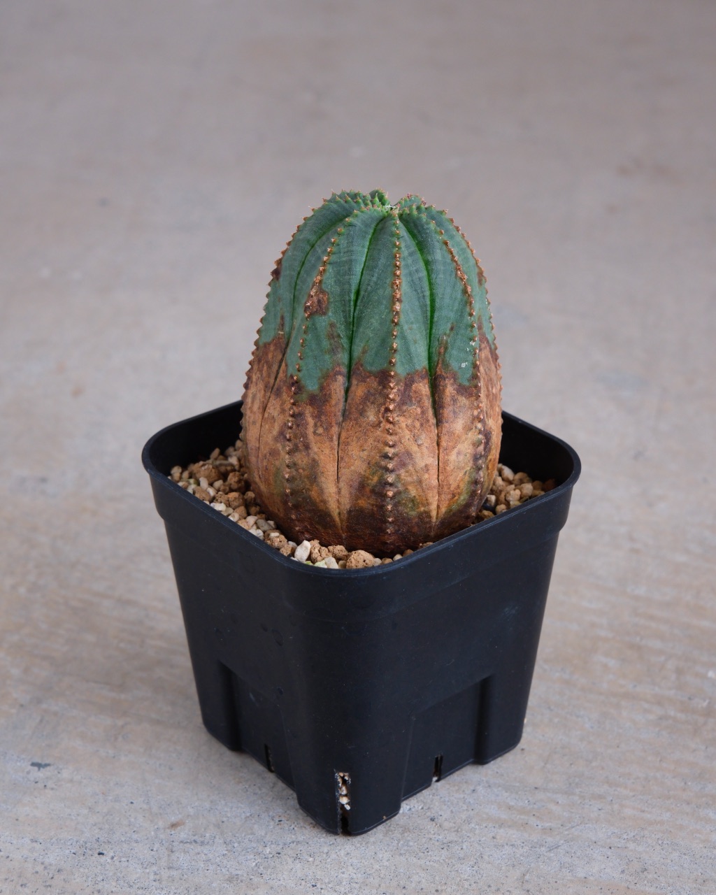 【オールド】ユーフォルビア・オベサ Euphorbia obesa - 画像 (3)