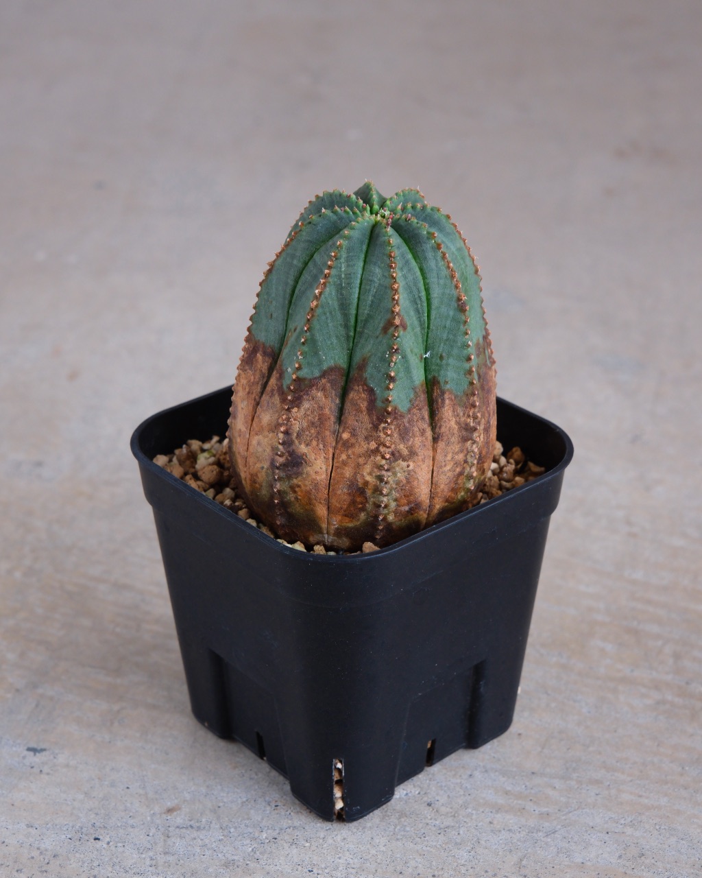 【オールド】ユーフォルビア・オベサ Euphorbia obesa - 画像 (4)