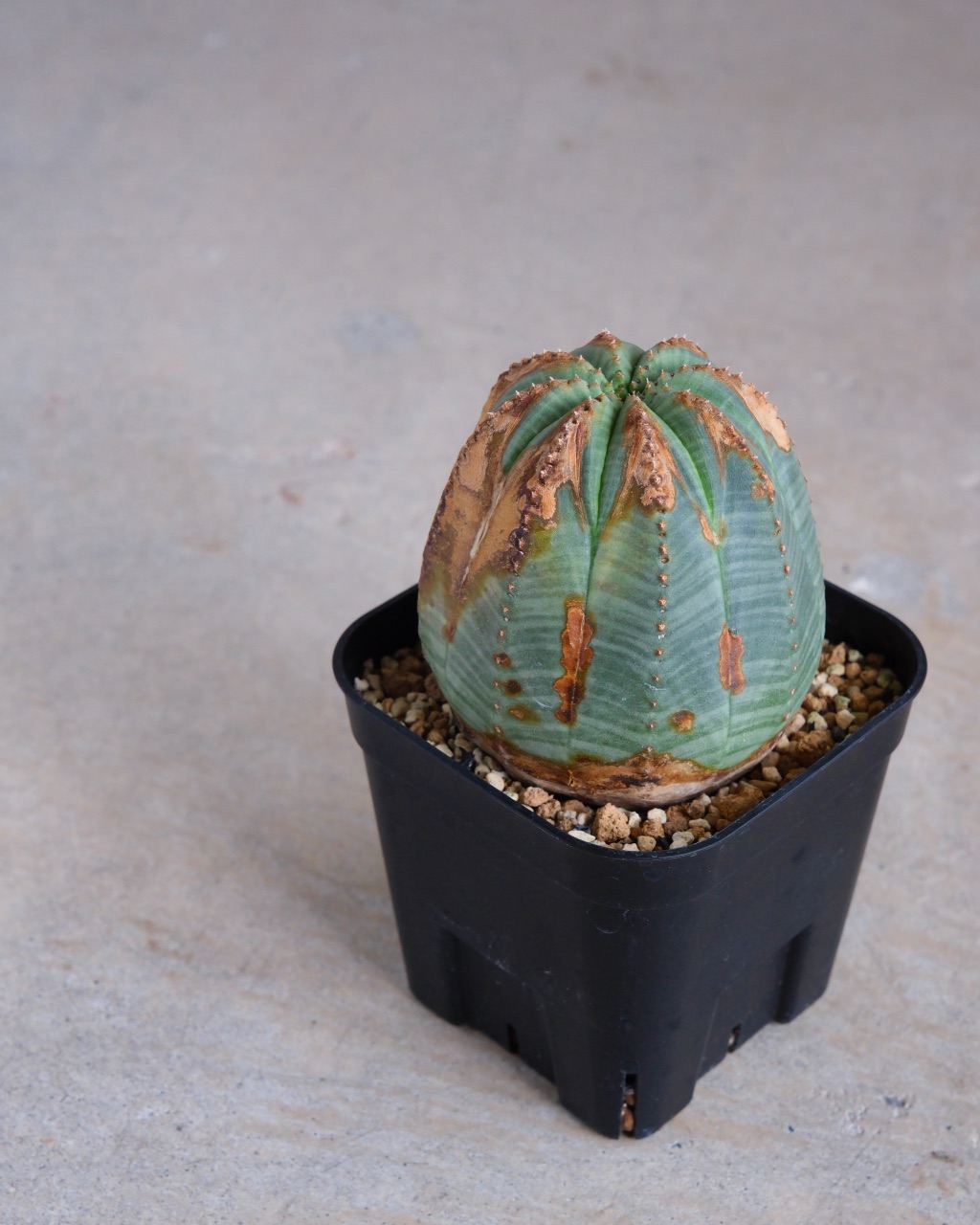 【木質化】ユーフォルビア・オベサ 中株 Euphorbia obesa - 画像 (5)