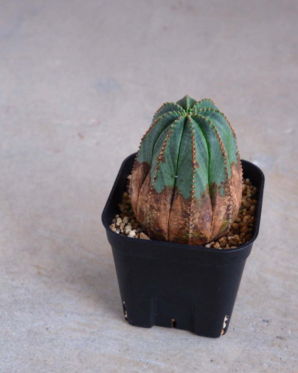 【オールド】ユーフォルビア・オベサ Euphorbia obesa - 画像 (5)