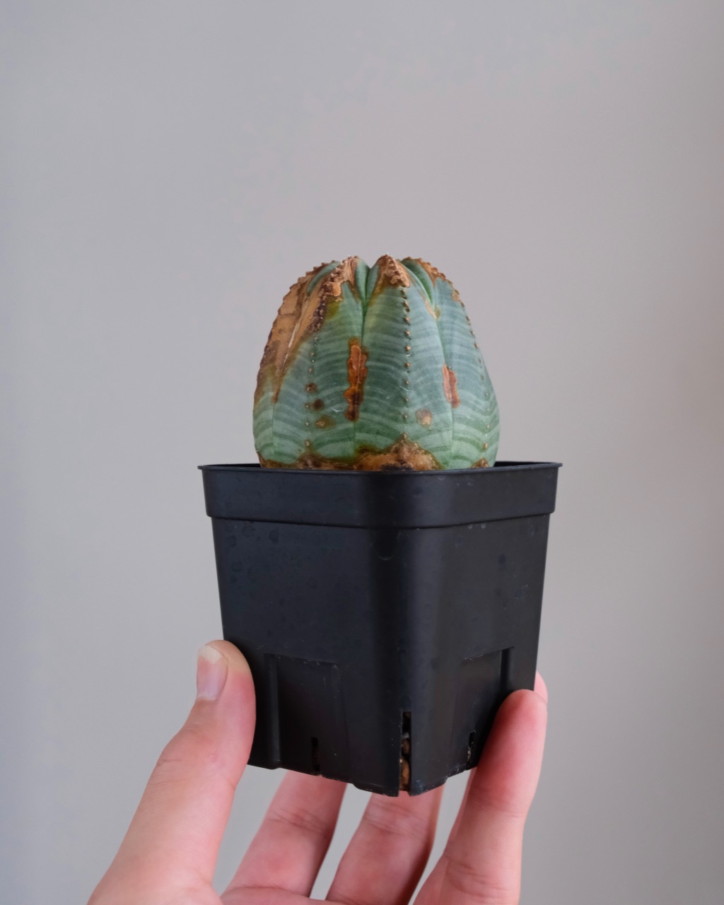 【木質化】ユーフォルビア・オベサ 中株 Euphorbia obesa - 画像 (7)