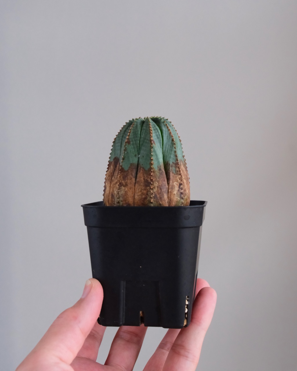 【オールド】ユーフォルビア・オベサ Euphorbia obesa - 画像 (7)