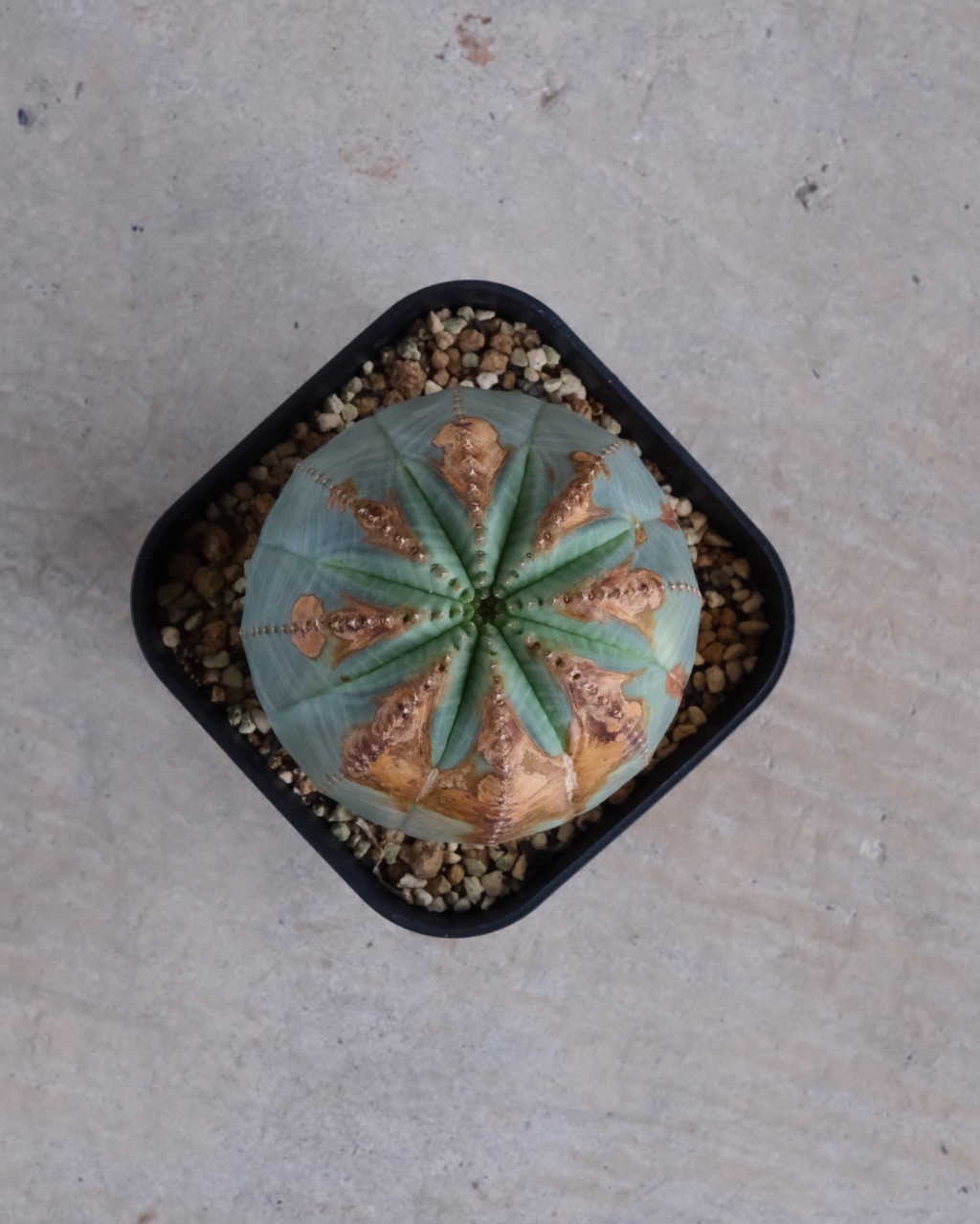 【木質化】ユーフォルビア・オベサ 中株 Euphorbia obesa - 画像 (6)