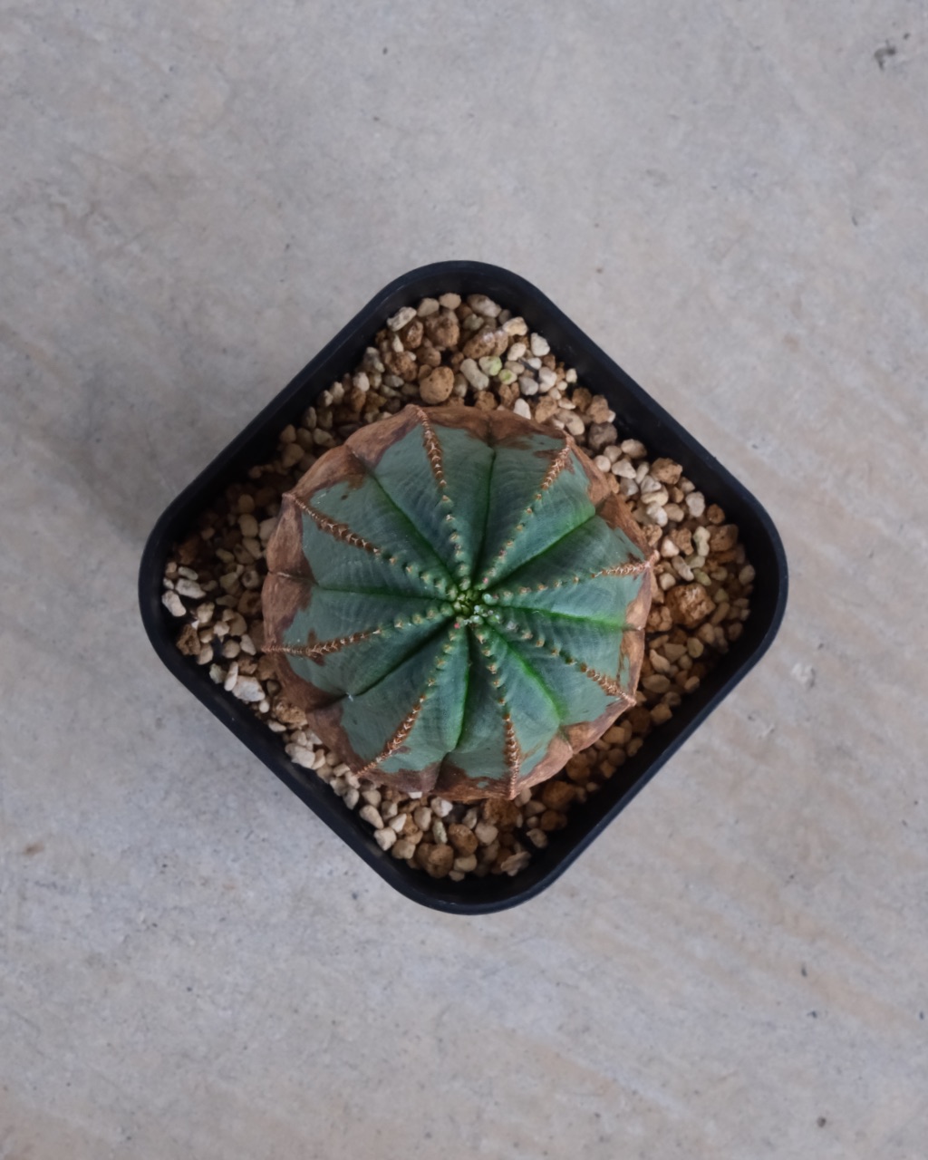 【オールド】ユーフォルビア・オベサ Euphorbia obesa - 画像 (6)