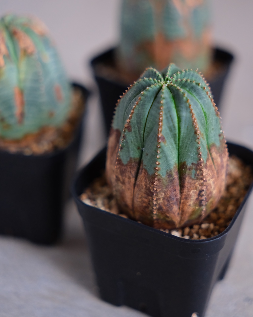 【オールド】ユーフォルビア・オベサ Euphorbia obesa - 画像 (8)