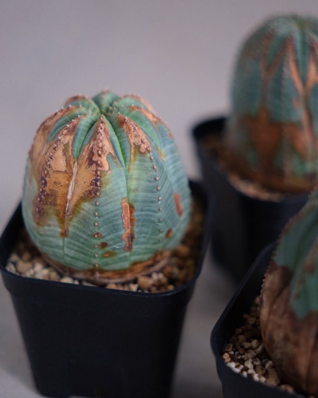 【木質化】ユーフォルビア・オベサ 中株 Euphorbia obesa - 画像 (8)