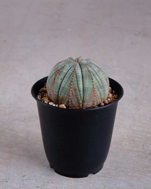 【木質化】ユーフォルビア・オベサ 丸型 Euphorbia obesa