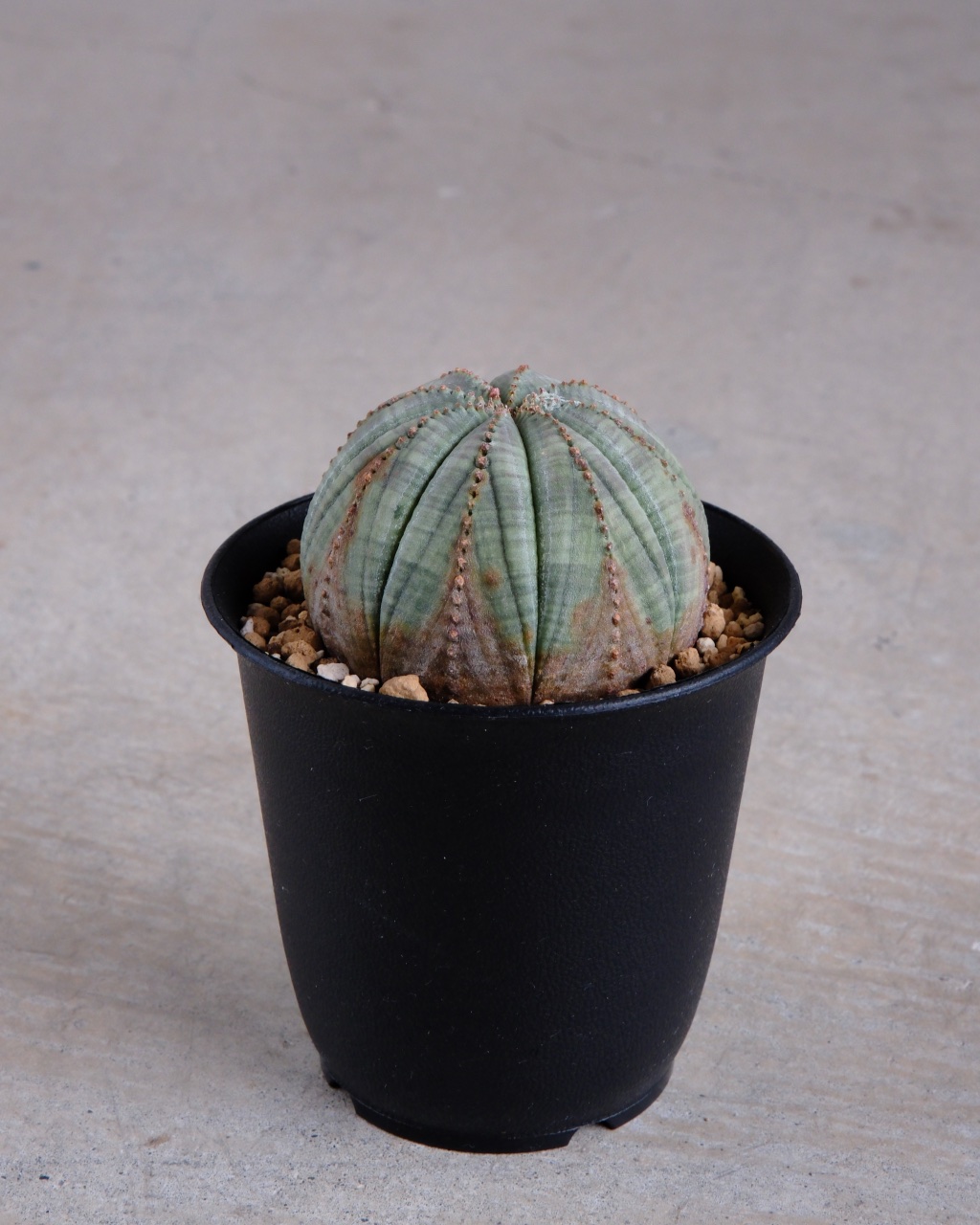 【木質化】ユーフォルビア・オベサ 丸型 Euphorbia obesa