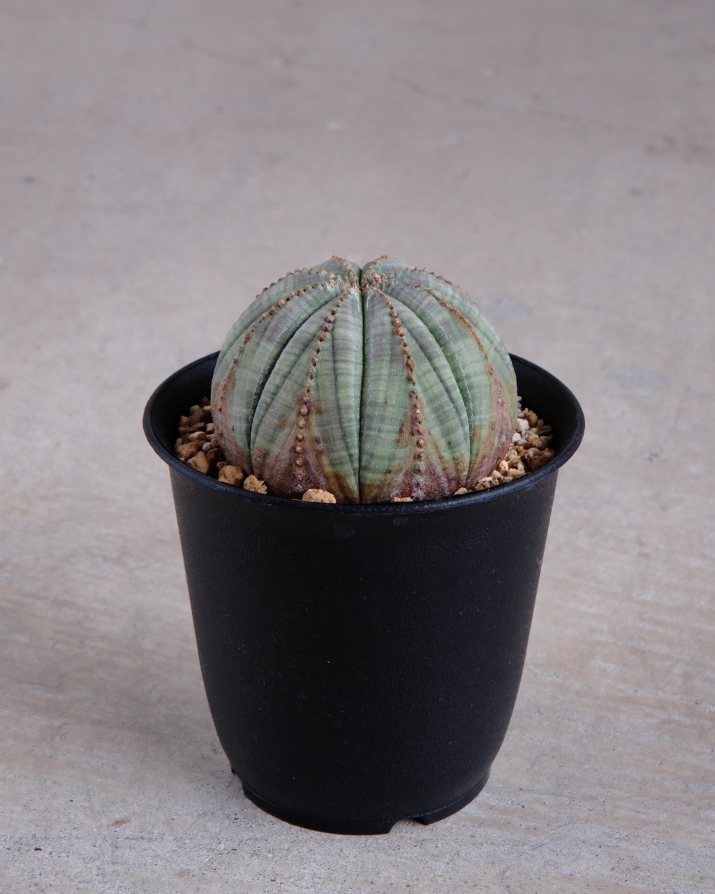 【木質化】ユーフォルビア・オベサ 丸型 Euphorbia obesa - 画像 (2)