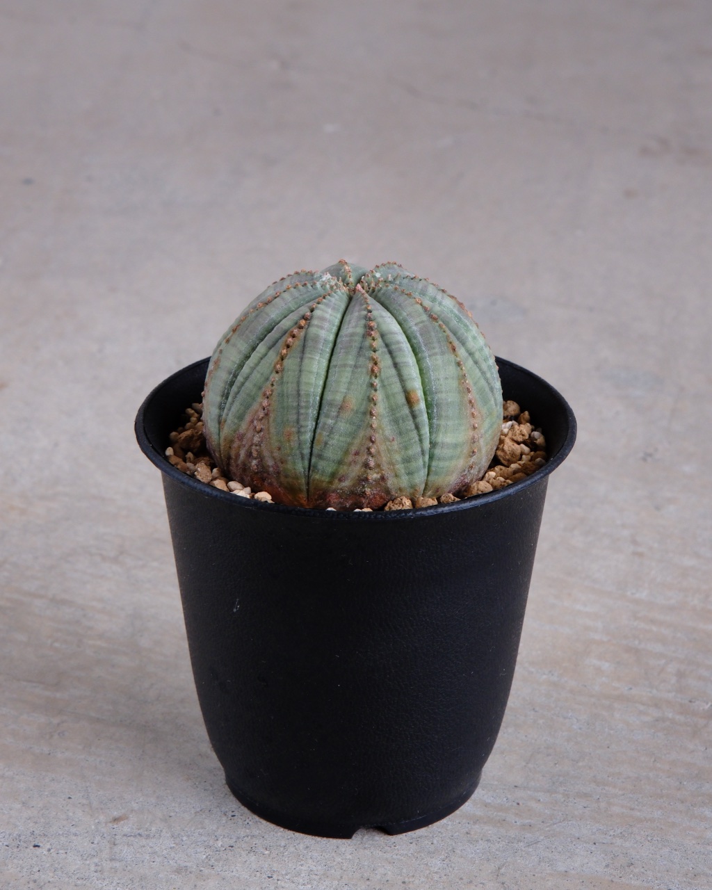 【木質化】ユーフォルビア・オベサ 丸型 Euphorbia obesa - 画像 (3)