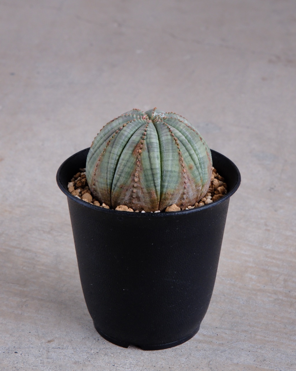 【木質化】ユーフォルビア・オベサ 丸型 Euphorbia obesa - 画像 (4)