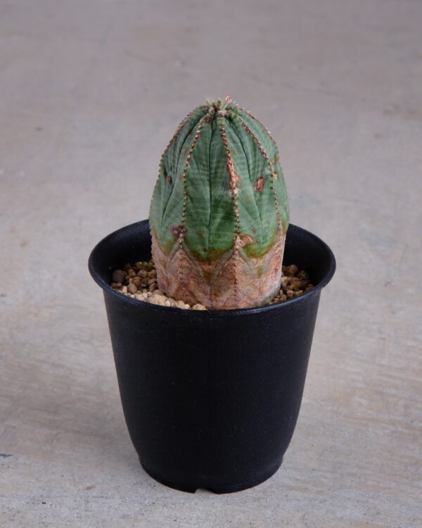 【オールド】ユーフォルビア・オベサ Euphorbia obesa