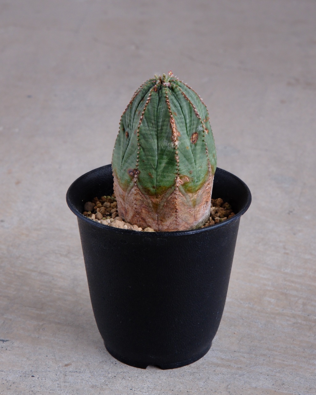【オールド】ユーフォルビア・オベサ Euphorbia obesa