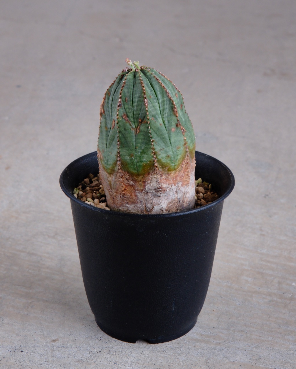 【オールド】ユーフォルビア・オベサ Euphorbia obesa - 画像 (2)