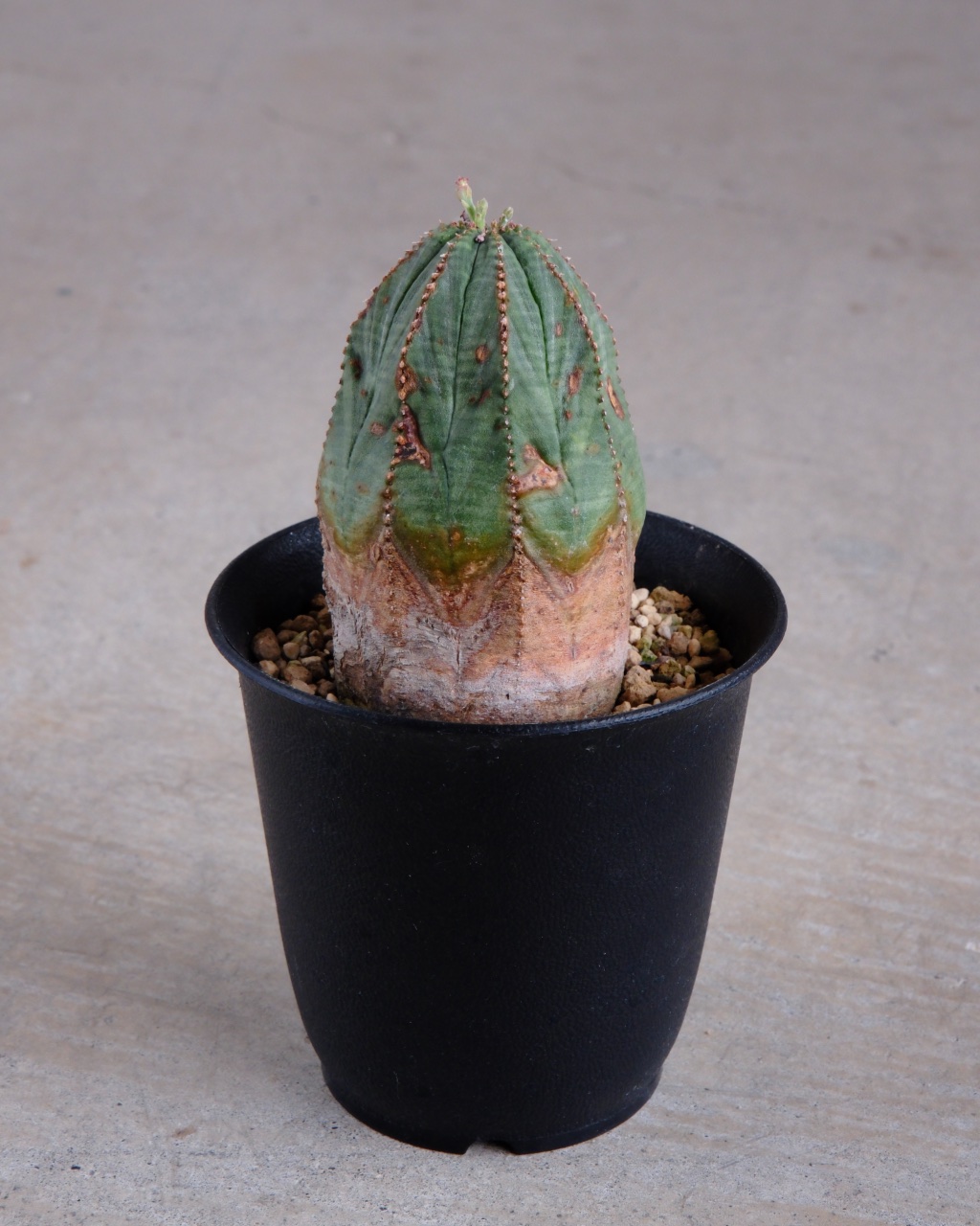 【オールド】ユーフォルビア・オベサ Euphorbia obesa - 画像 (3)