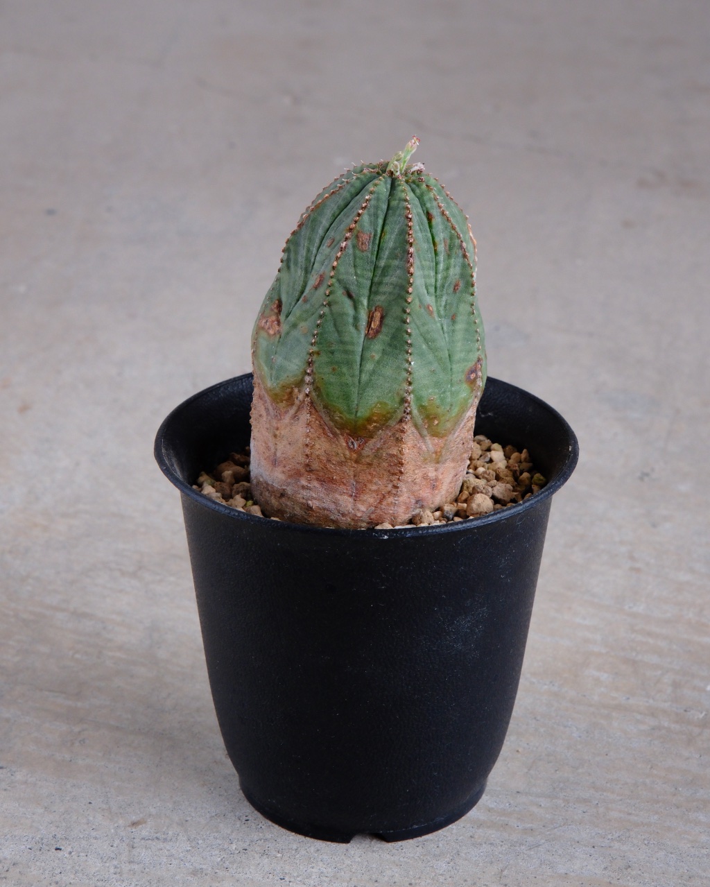 【オールド】ユーフォルビア・オベサ Euphorbia obesa - 画像 (4)