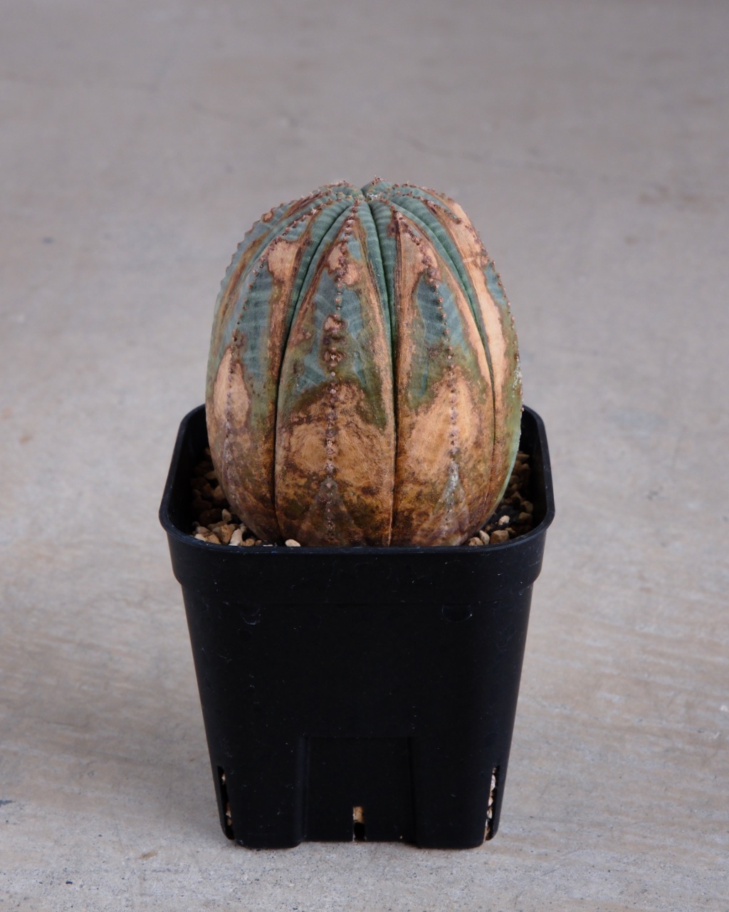 【木質化】ユーフォルビア・オベサ Euphorbia obesa