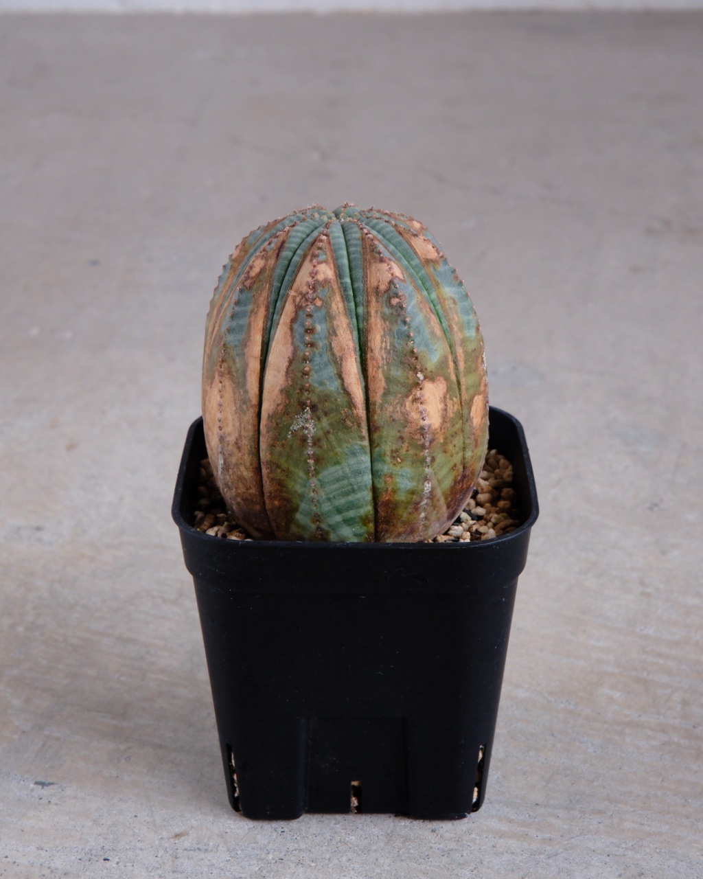 【木質化】ユーフォルビア・オベサ Euphorbia obesa - 画像 (2)