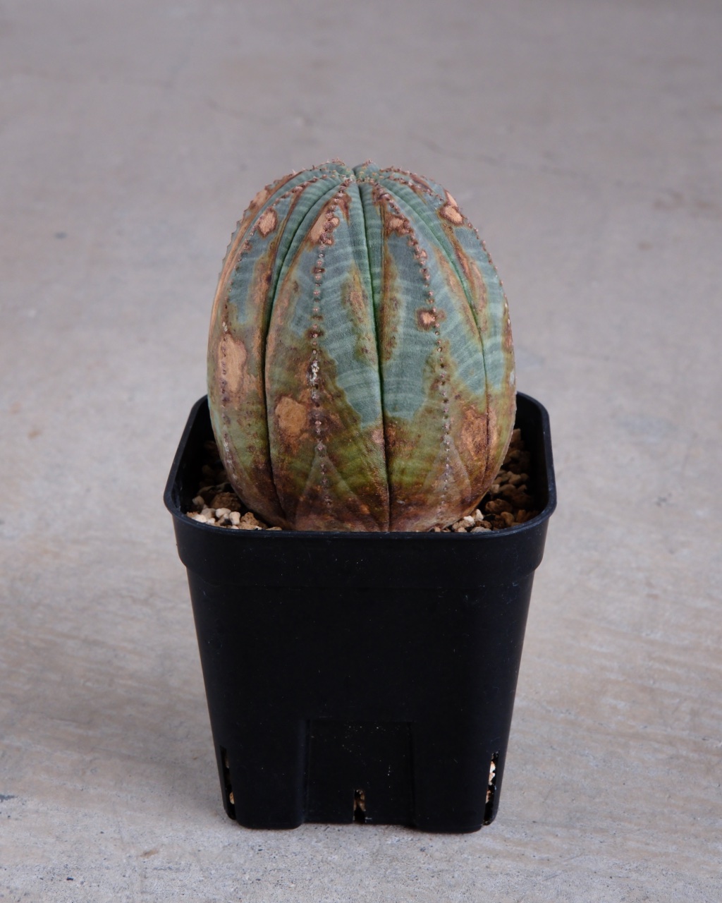 【木質化】ユーフォルビア・オベサ Euphorbia obesa - 画像 (3)