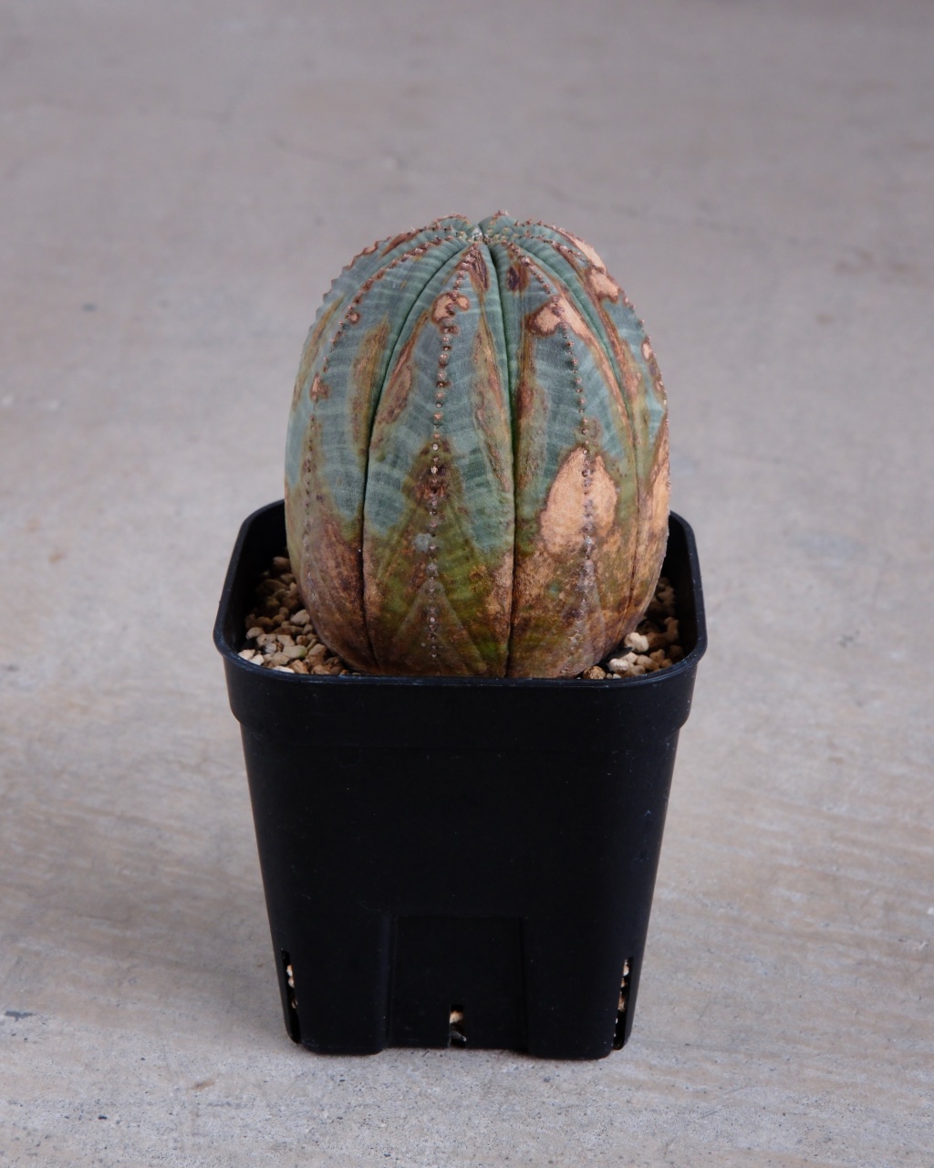 【木質化】ユーフォルビア・オベサ Euphorbia obesa - 画像 (4)
